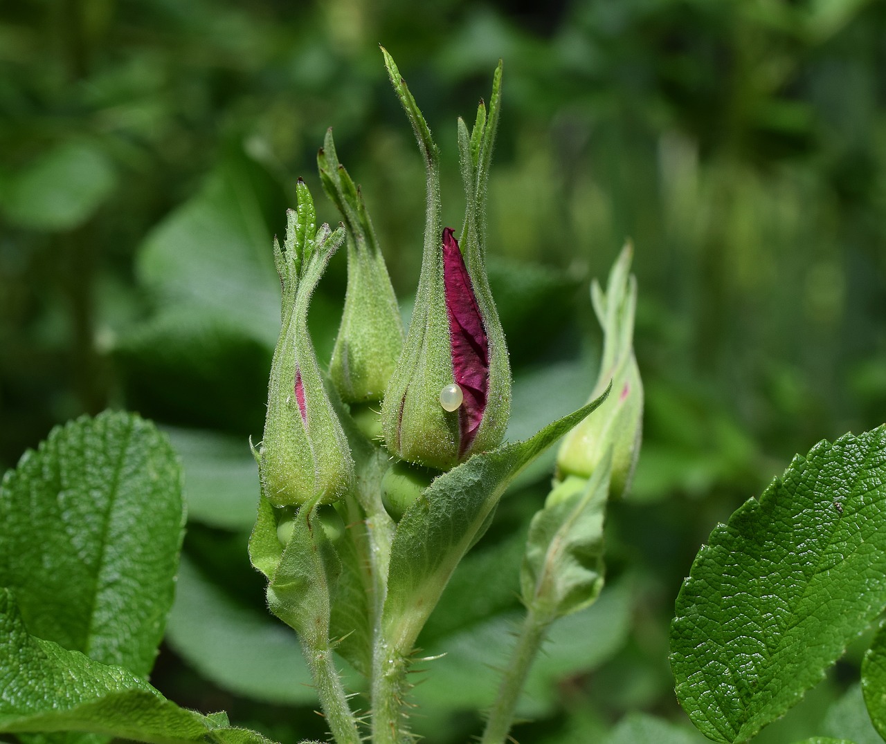 rose buds with egg rugosa rose egg free photo