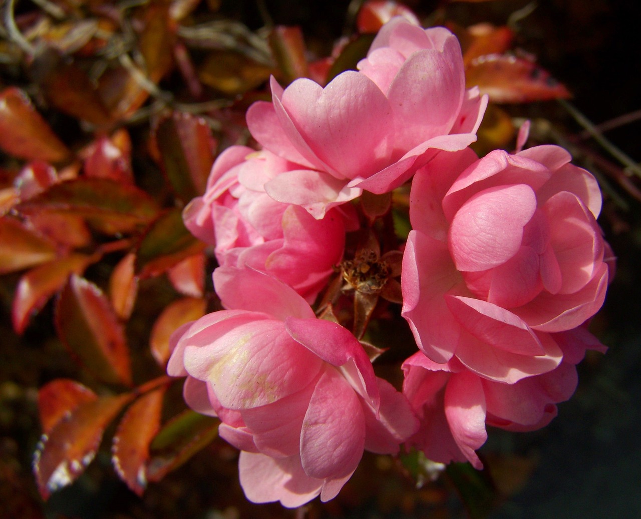 rose bush pink flower flowering inflorescence free photo