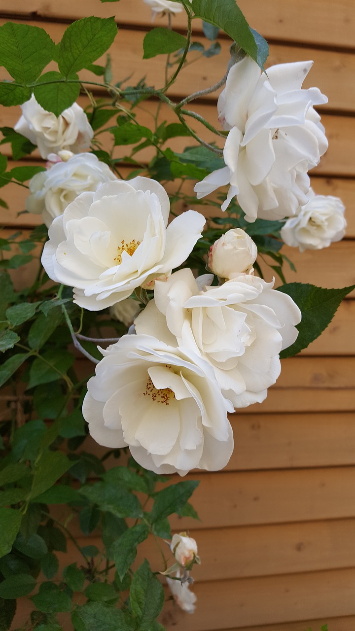 rose bush white rose village courtyard free photo