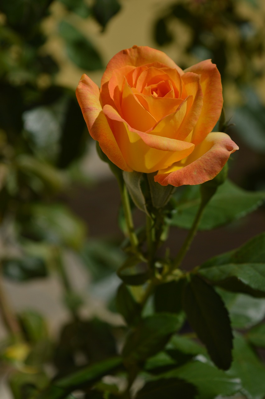 rose bush yellow blurred free photo