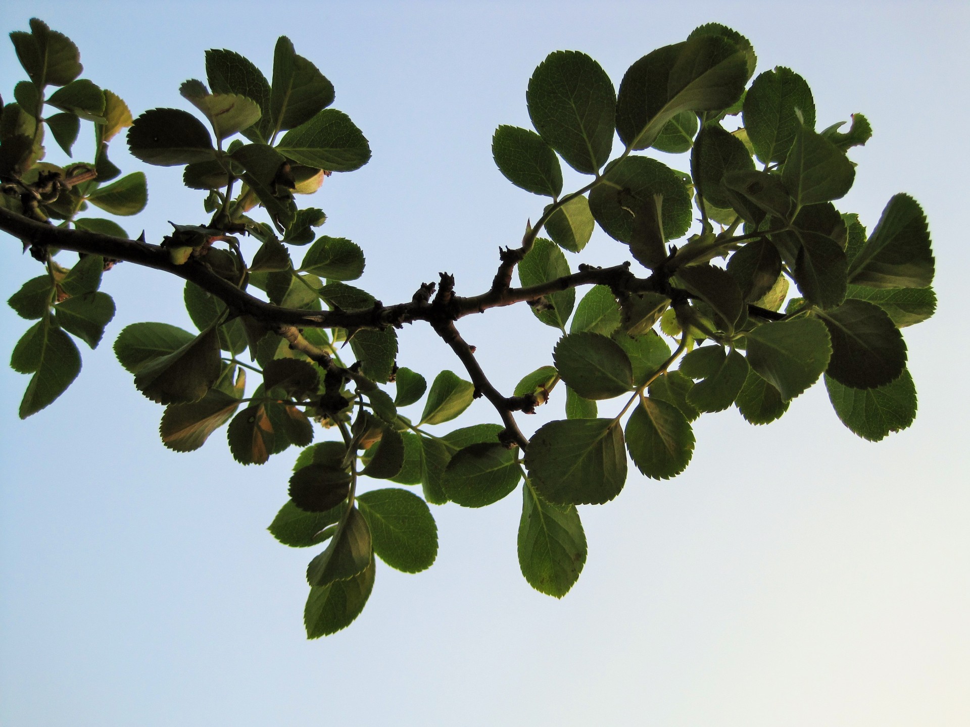 bush rose branch free photo