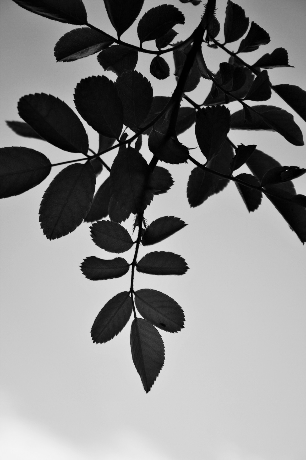 bush-rose-leaves-b-w-rose-bush-leaves-against-sky-in-b-w-free-image