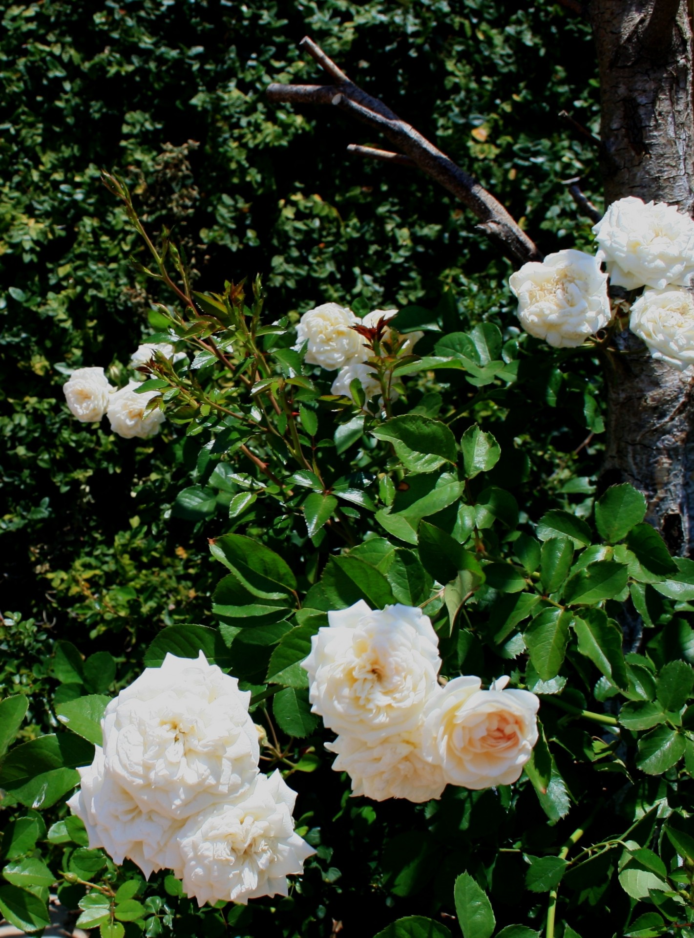 rose soft open free photo