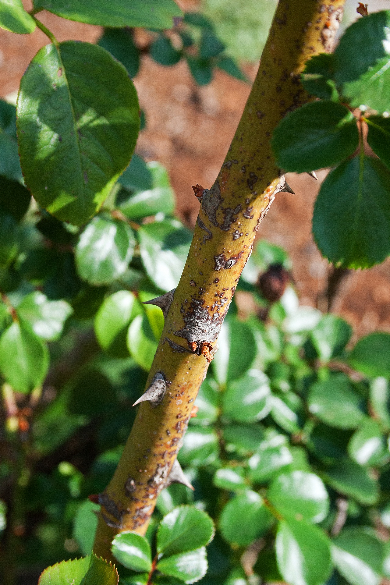 rose bush branch free photo