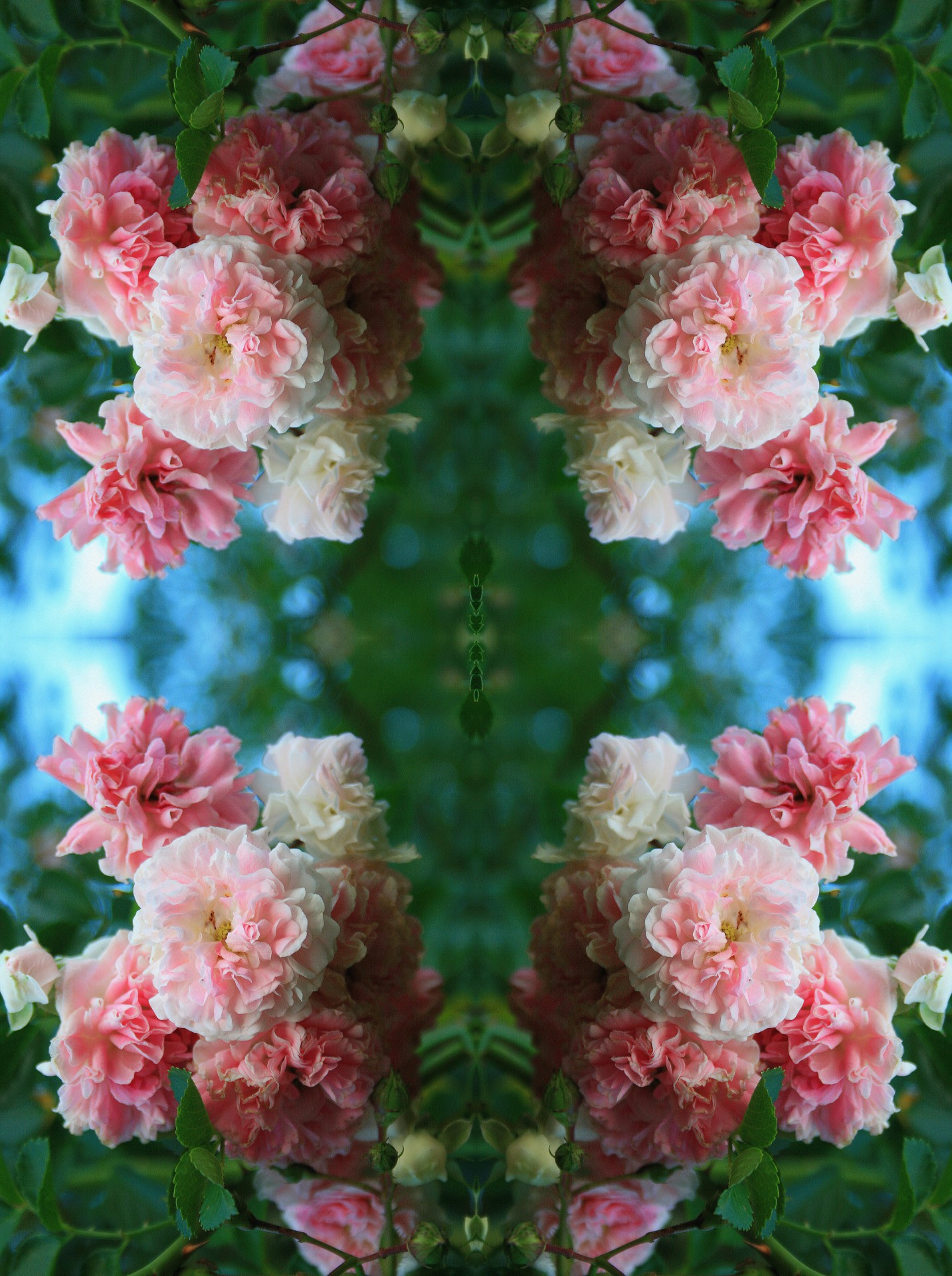 flowers roses pattern free photo