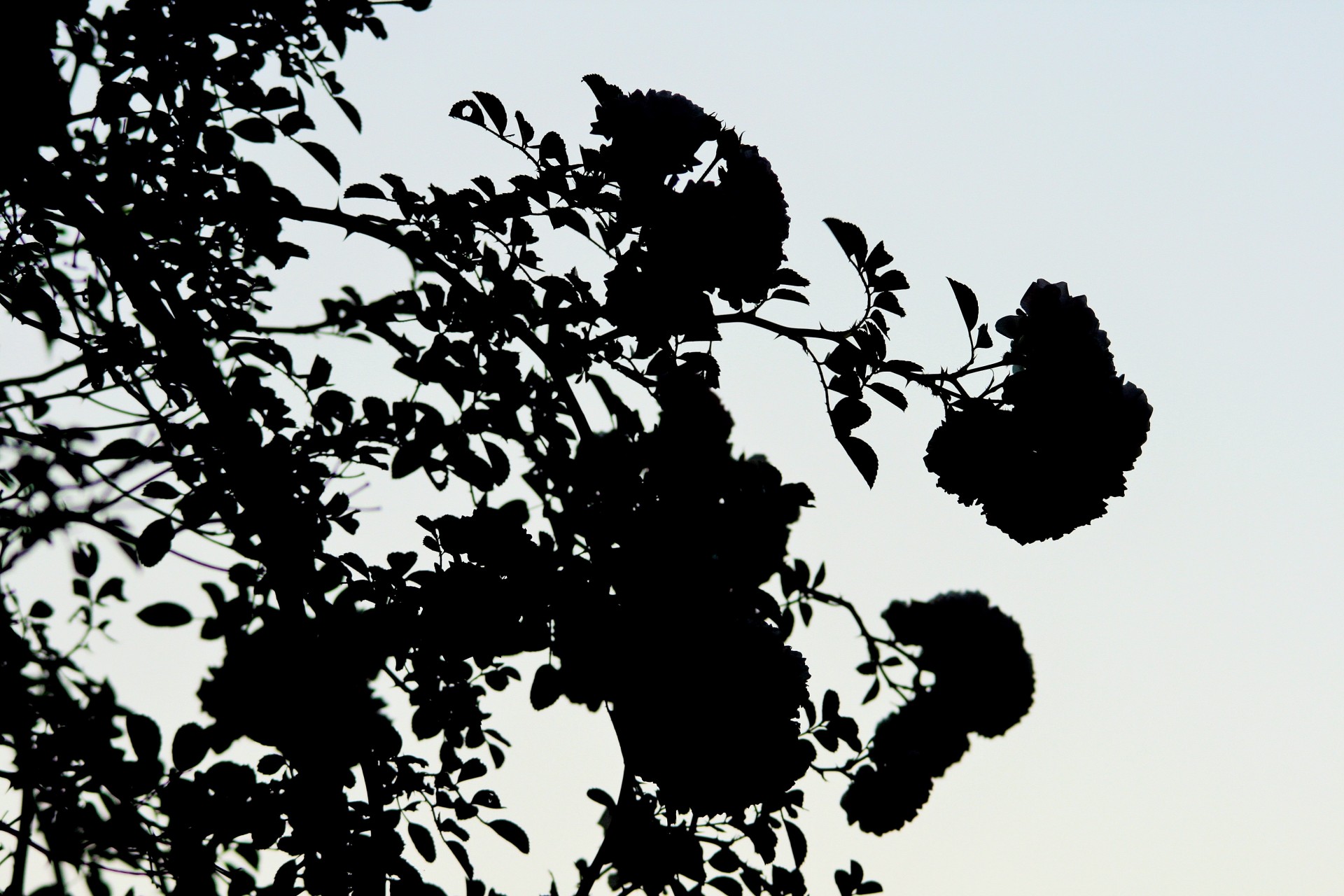 silhouette rose clusters free photo