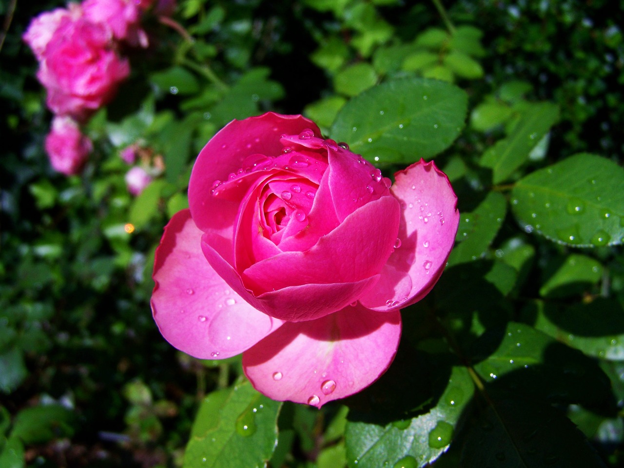 rose esőcseppes pink garden free photo