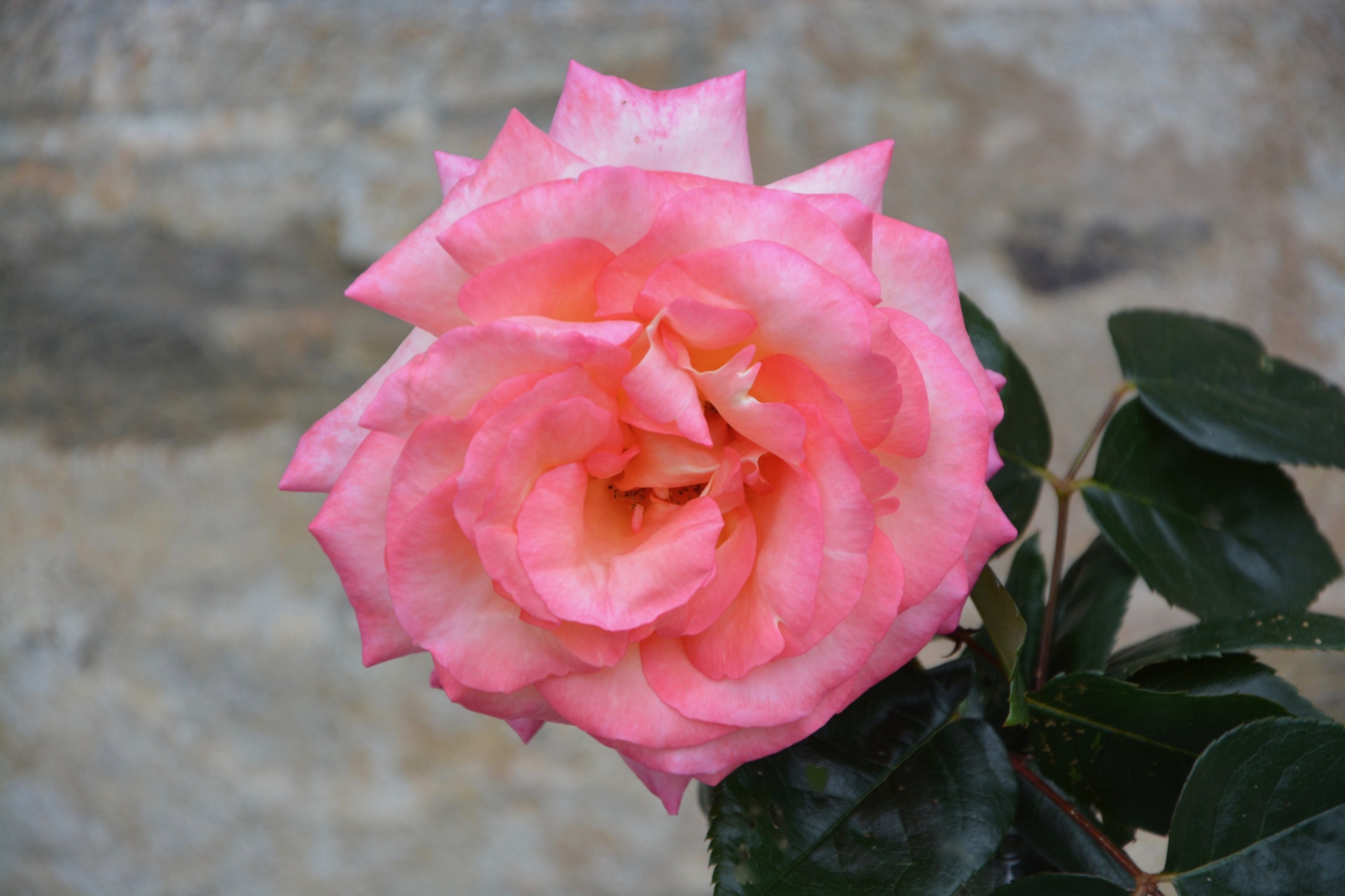 rose flower petals free photo