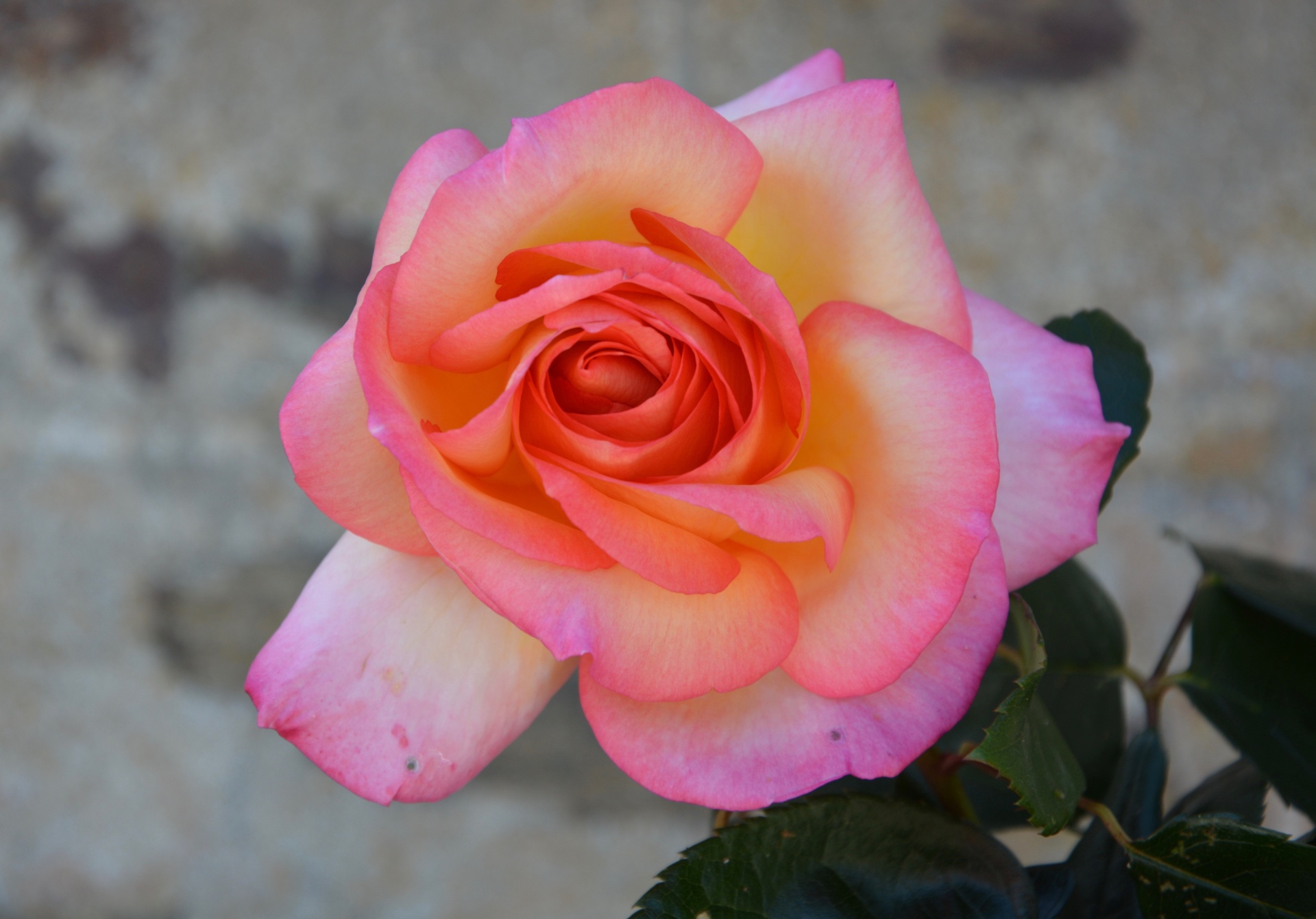 pink flower petals free photo