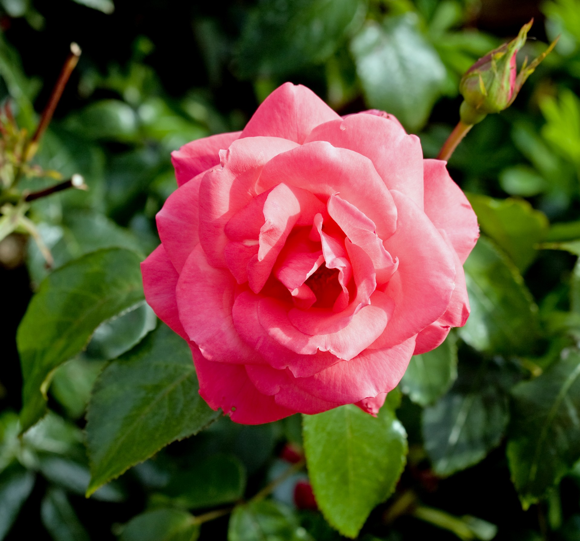 rose flower close-up free photo