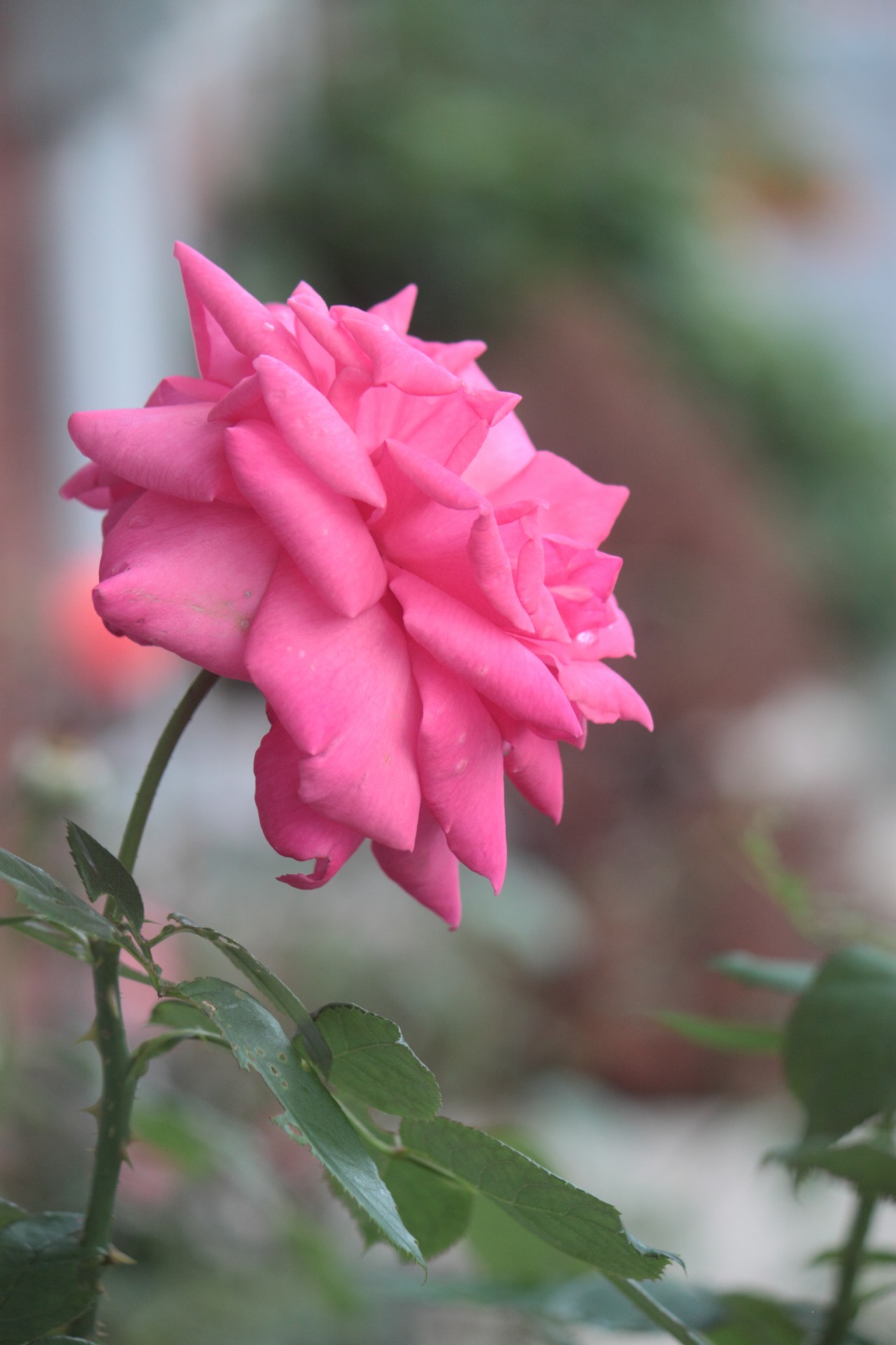 rose flower leaf free photo