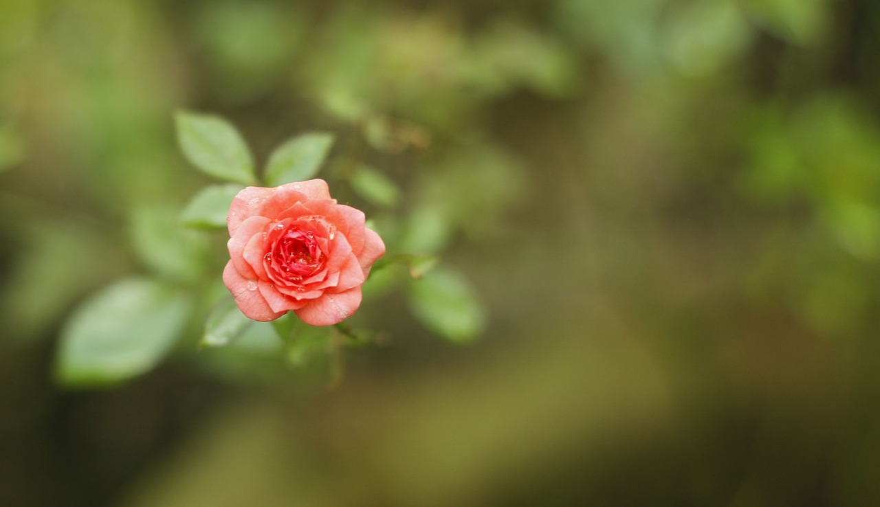 rose flower small rose flower flower free photo