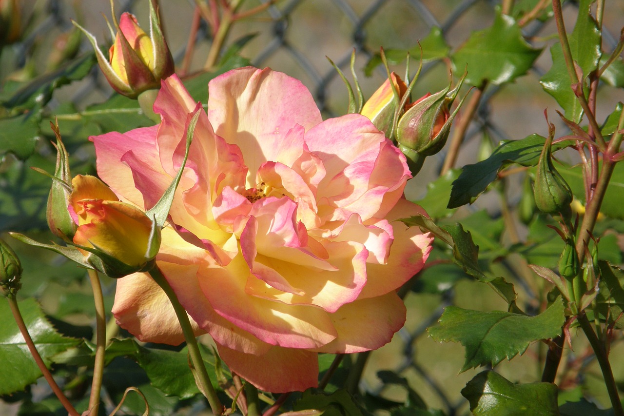 Rosa Sahara куст