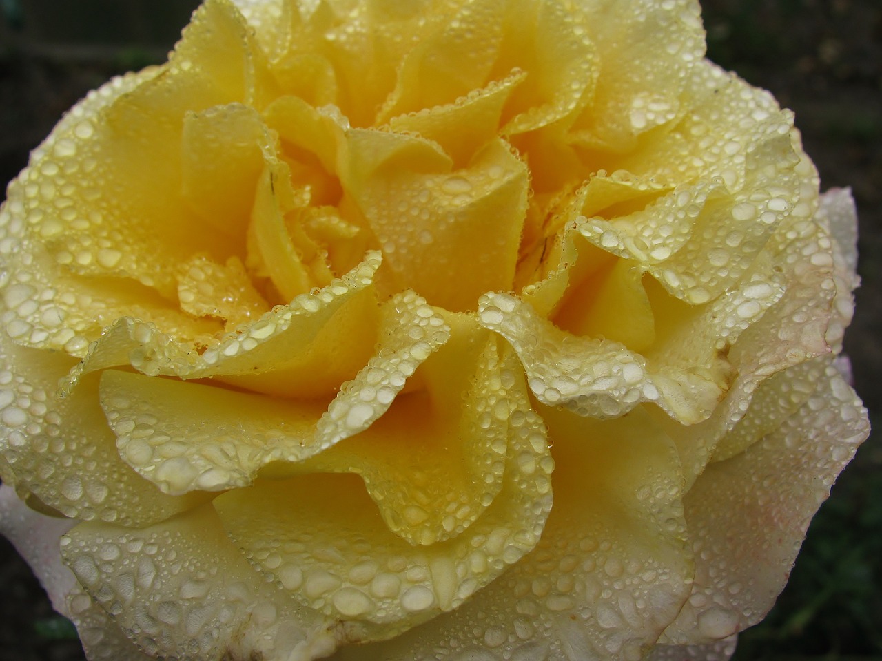rose flower  raindrop  close up free photo