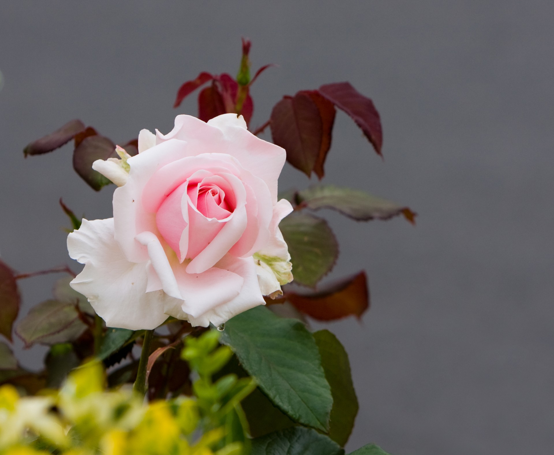 flower rose pink free photo