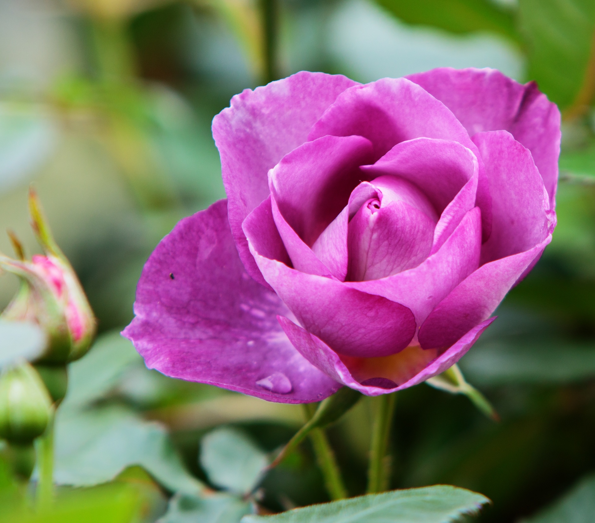 rose flower purple free photo