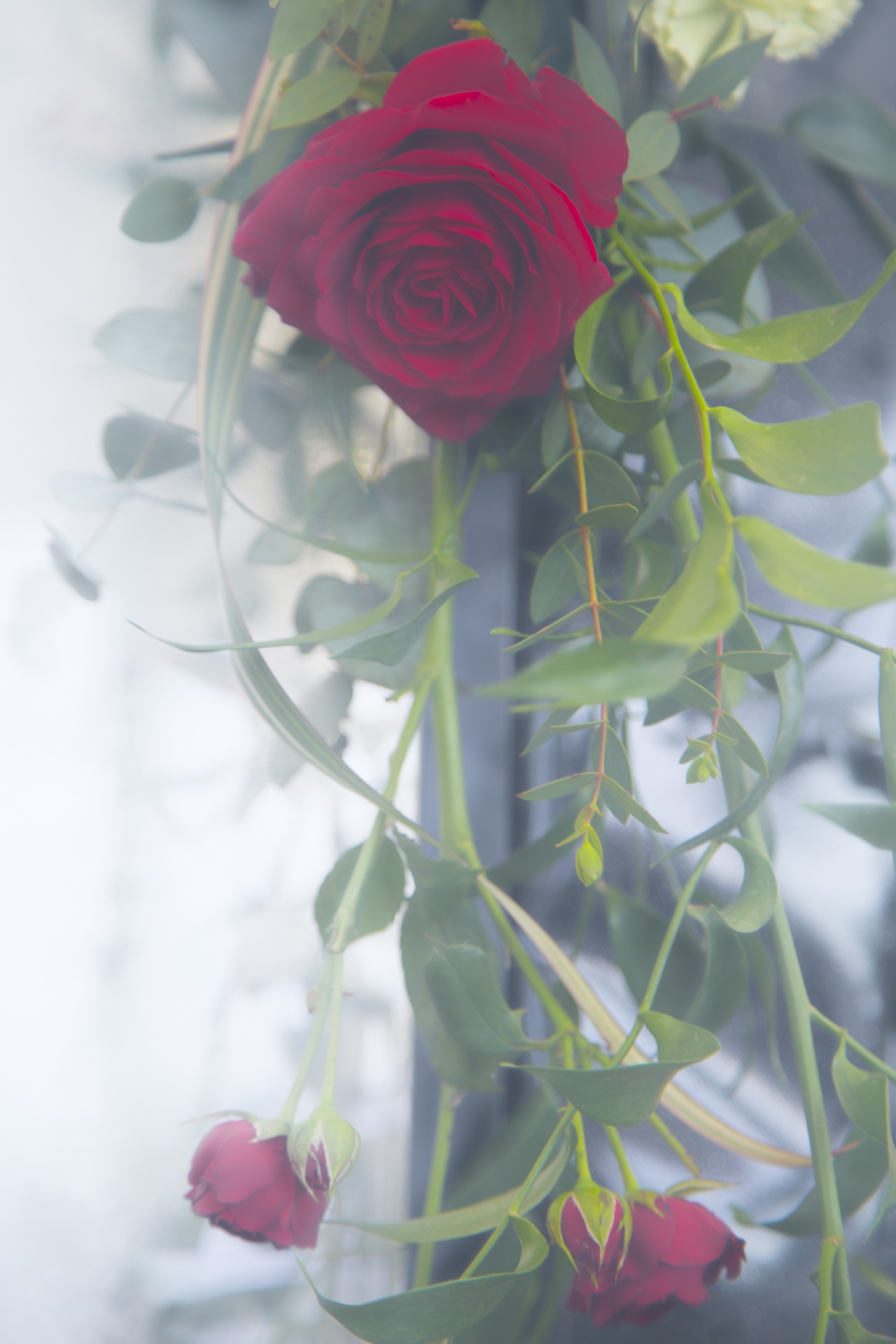 rose closeup floral free photo