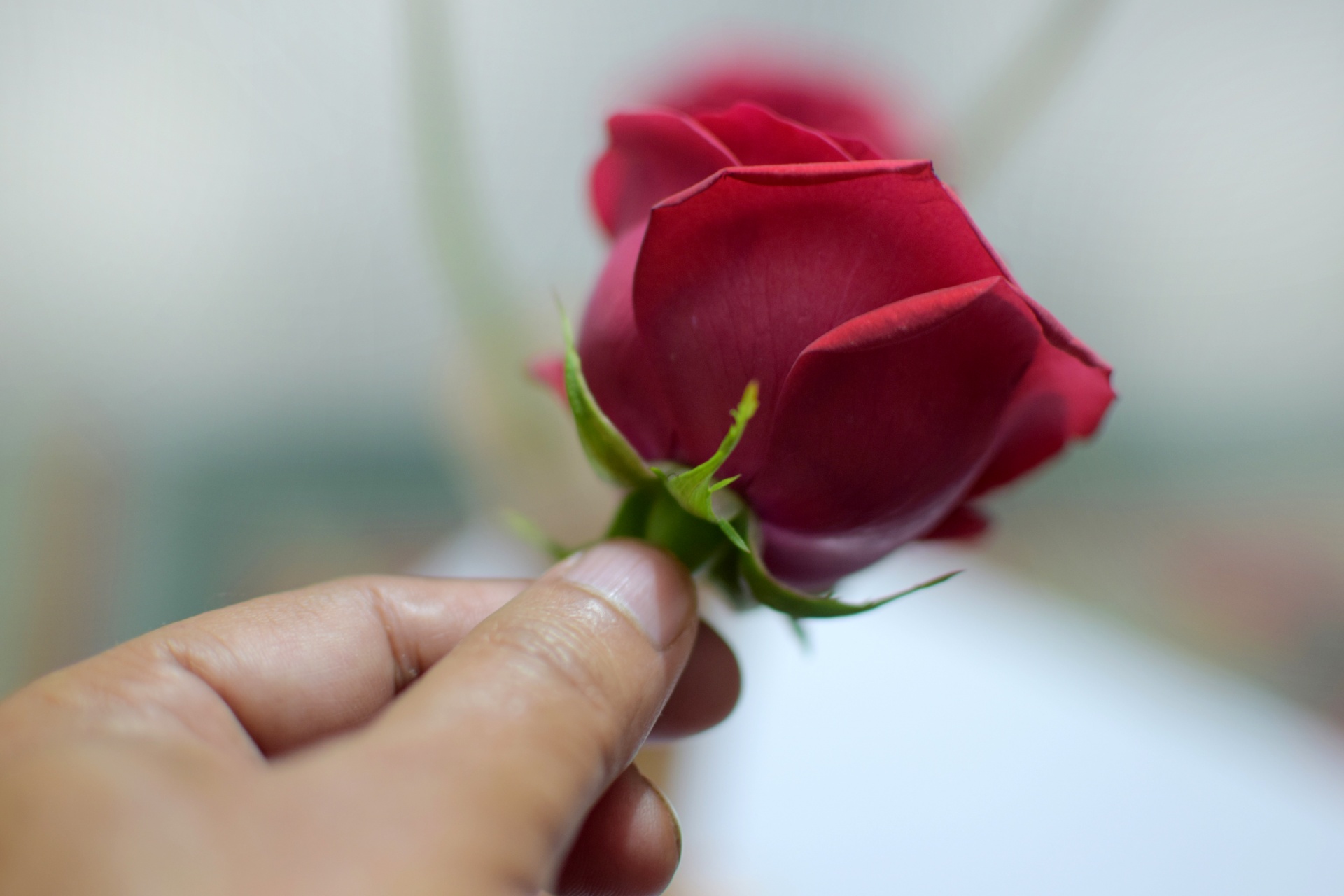 rose flower red free photo