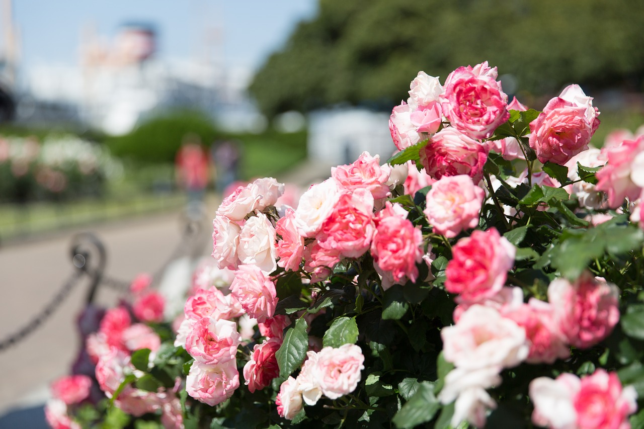 rose garden japan rose free photo