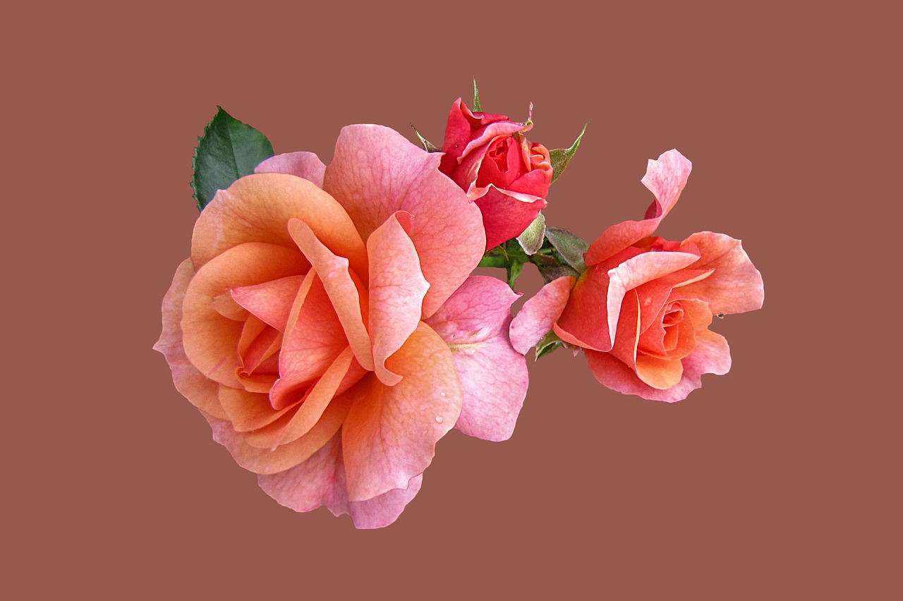 roses rose apricola isolated free photo