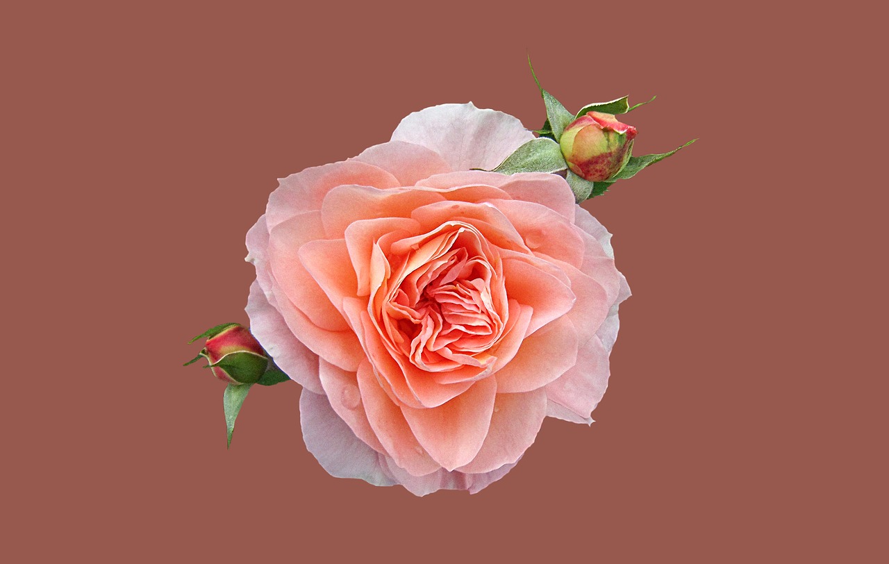 rose pink petals free photo