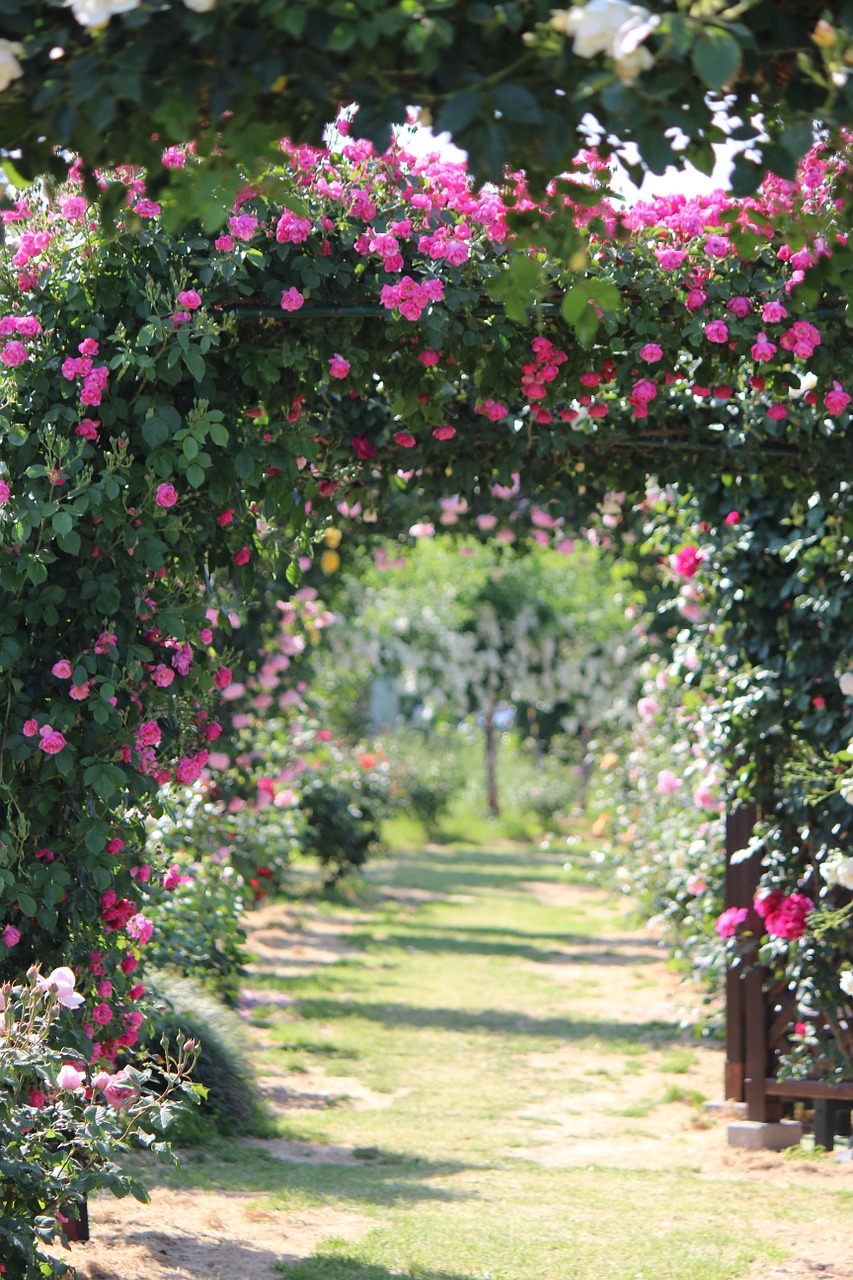 rose garden rose sato liyuan free photo