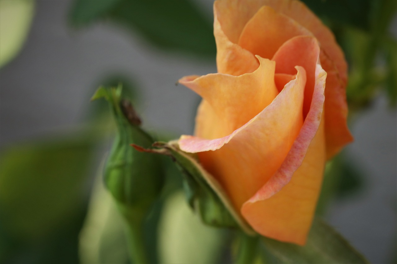 rose golden medal  flower  petals free photo