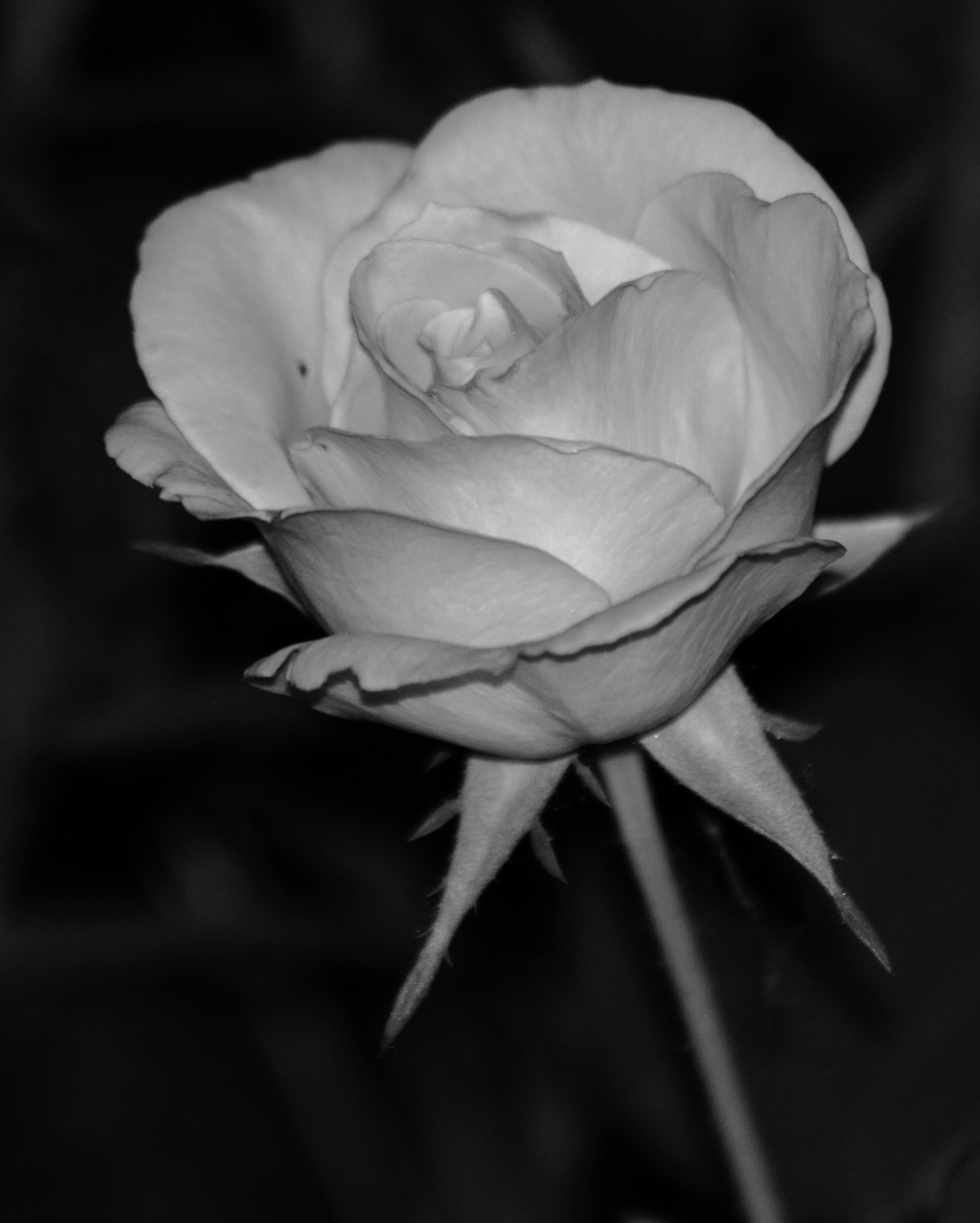 rose grayscale flower free photo