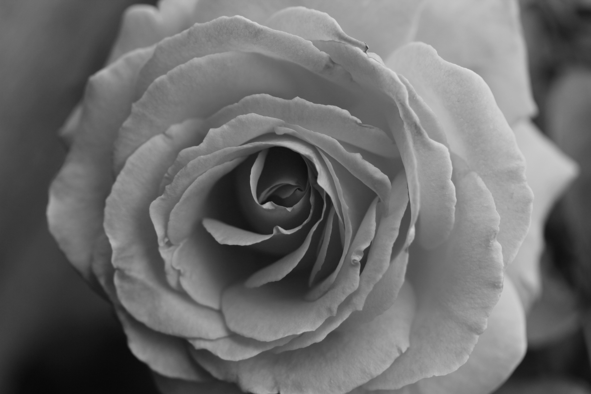 rose grayscale flower free photo