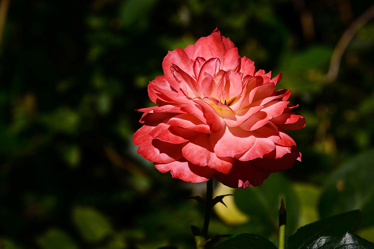 rose greenhouse flower plant free photo