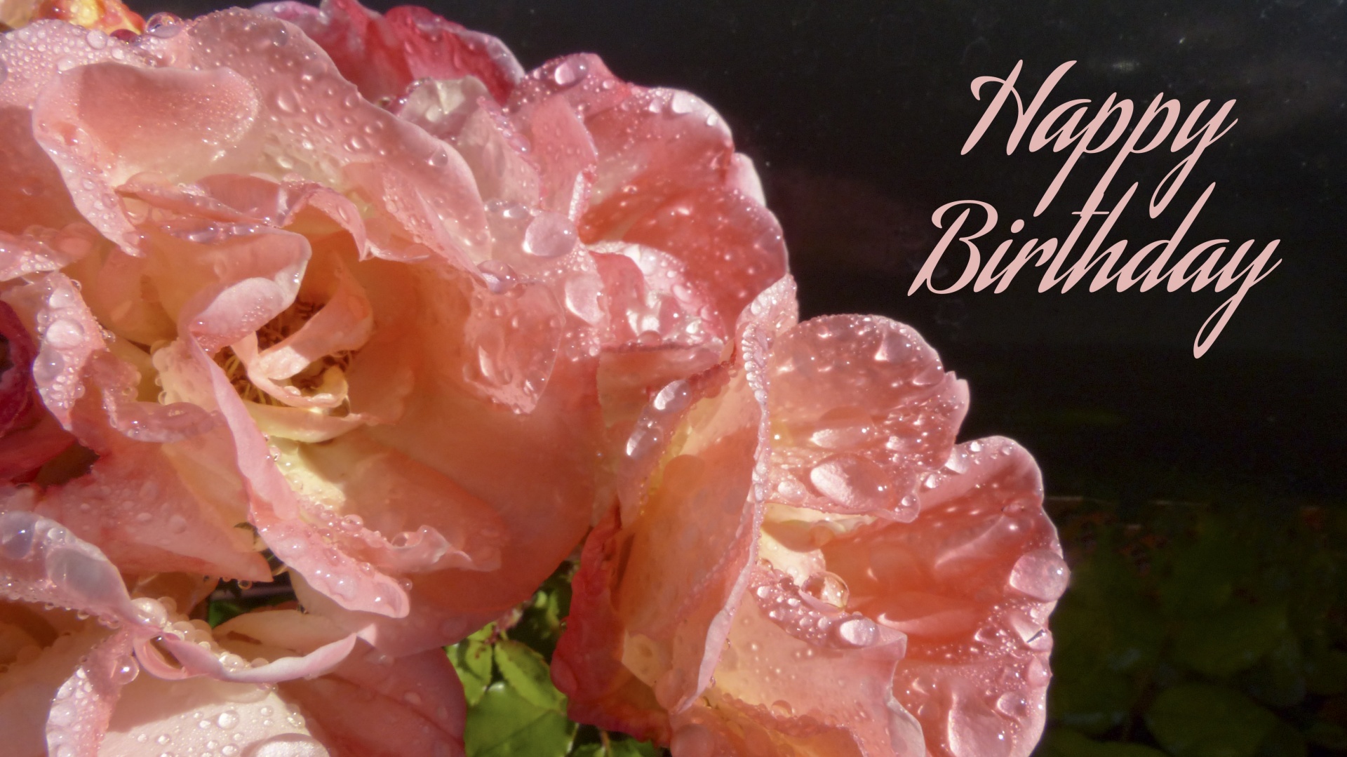 rose birthday card free photo