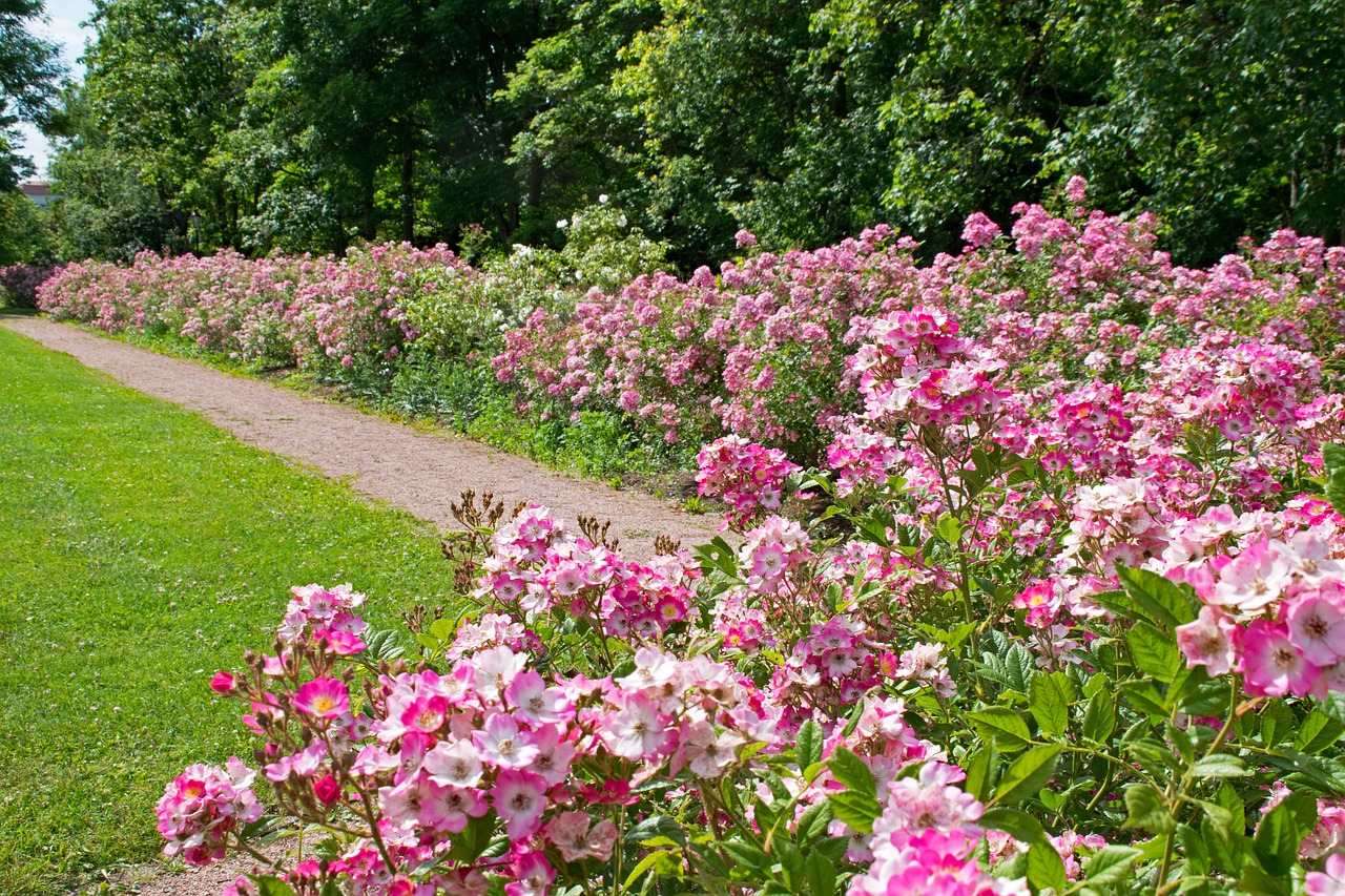 rose height darmstadt hesse free photo