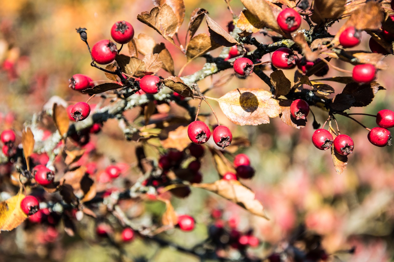 rose hip bush autumn free photo