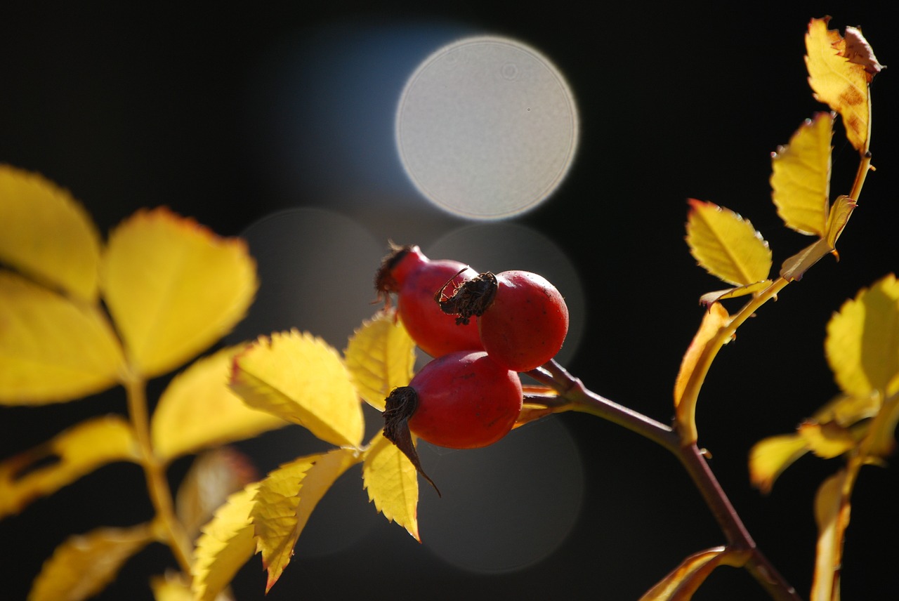 rose hip autumn fruit red free photo