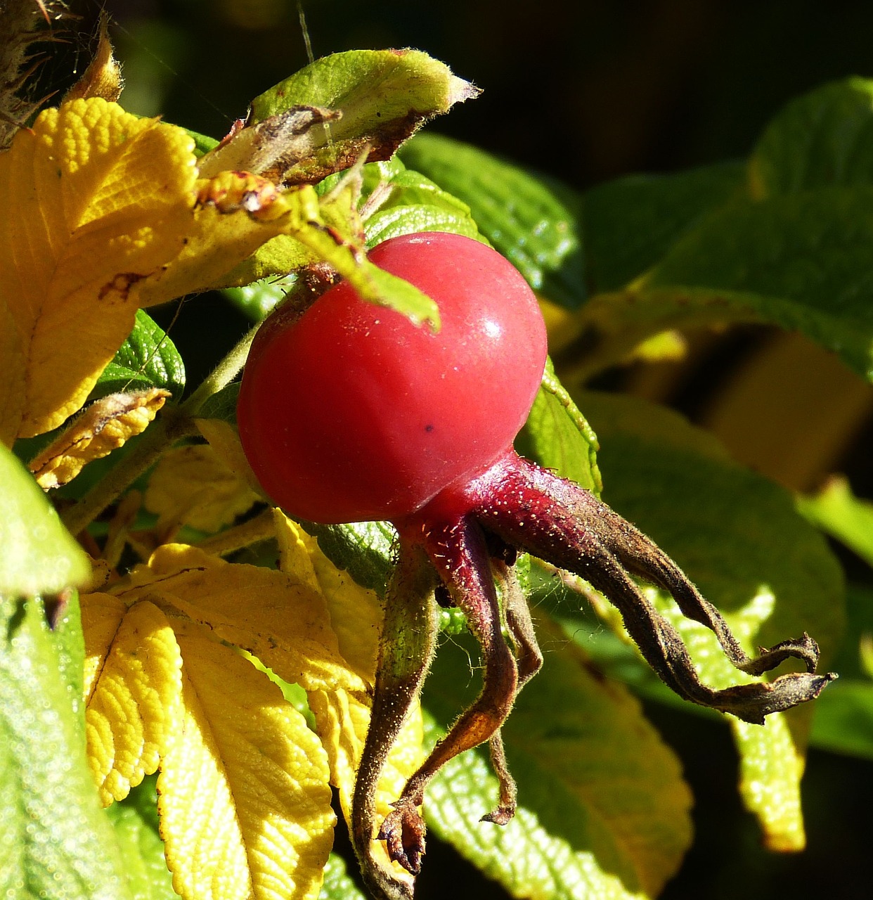 rose hip rose nature free photo