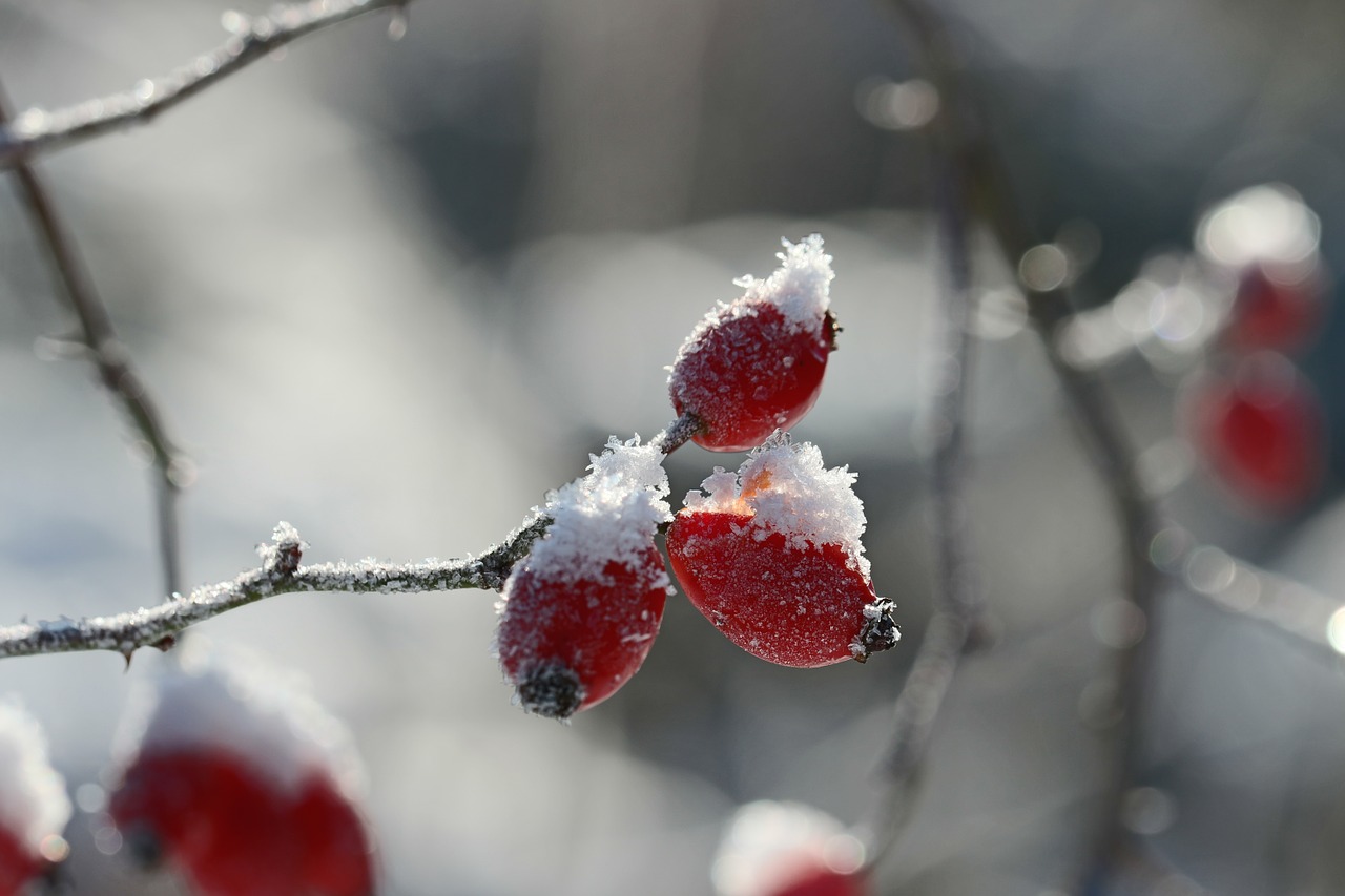 rose hip ice spiny free photo