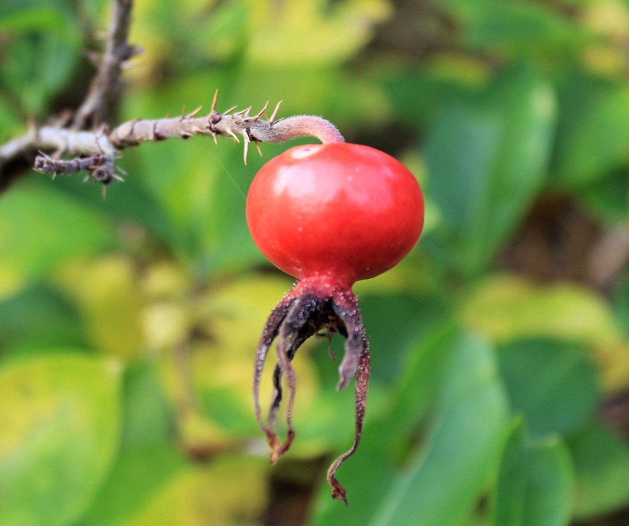rose hip red berry red free photo