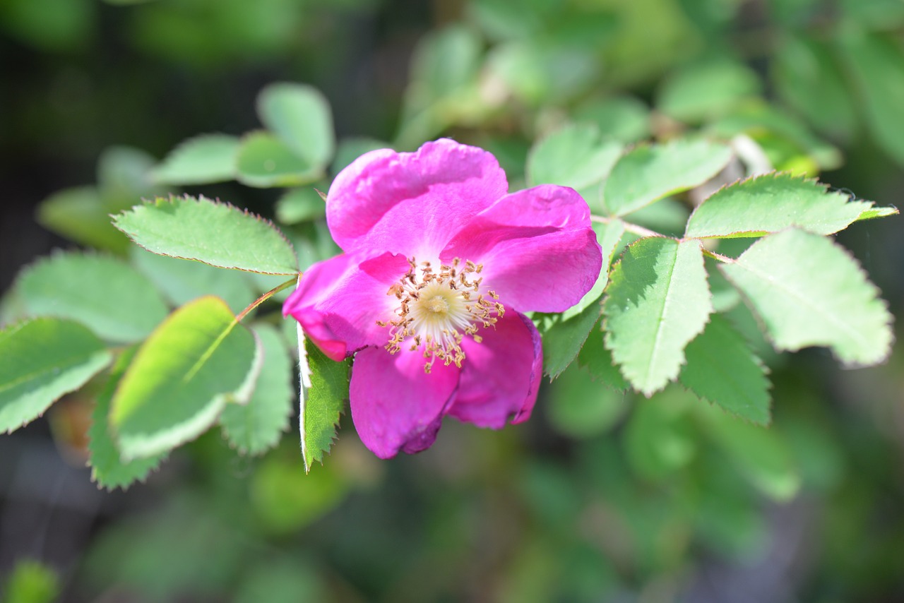 rose hip blossom bloom free photo