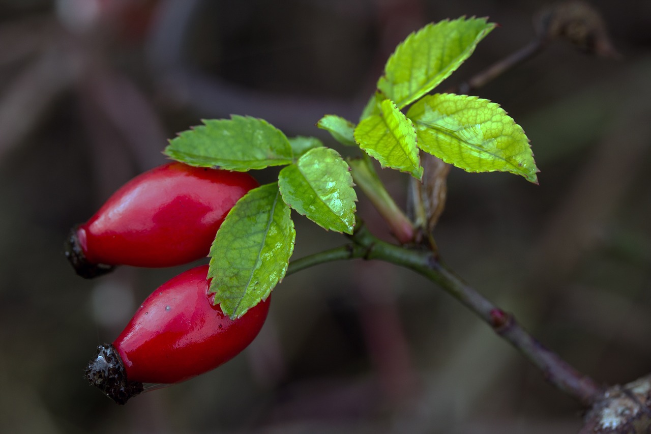 rose hip hag butte fruits macro free photo