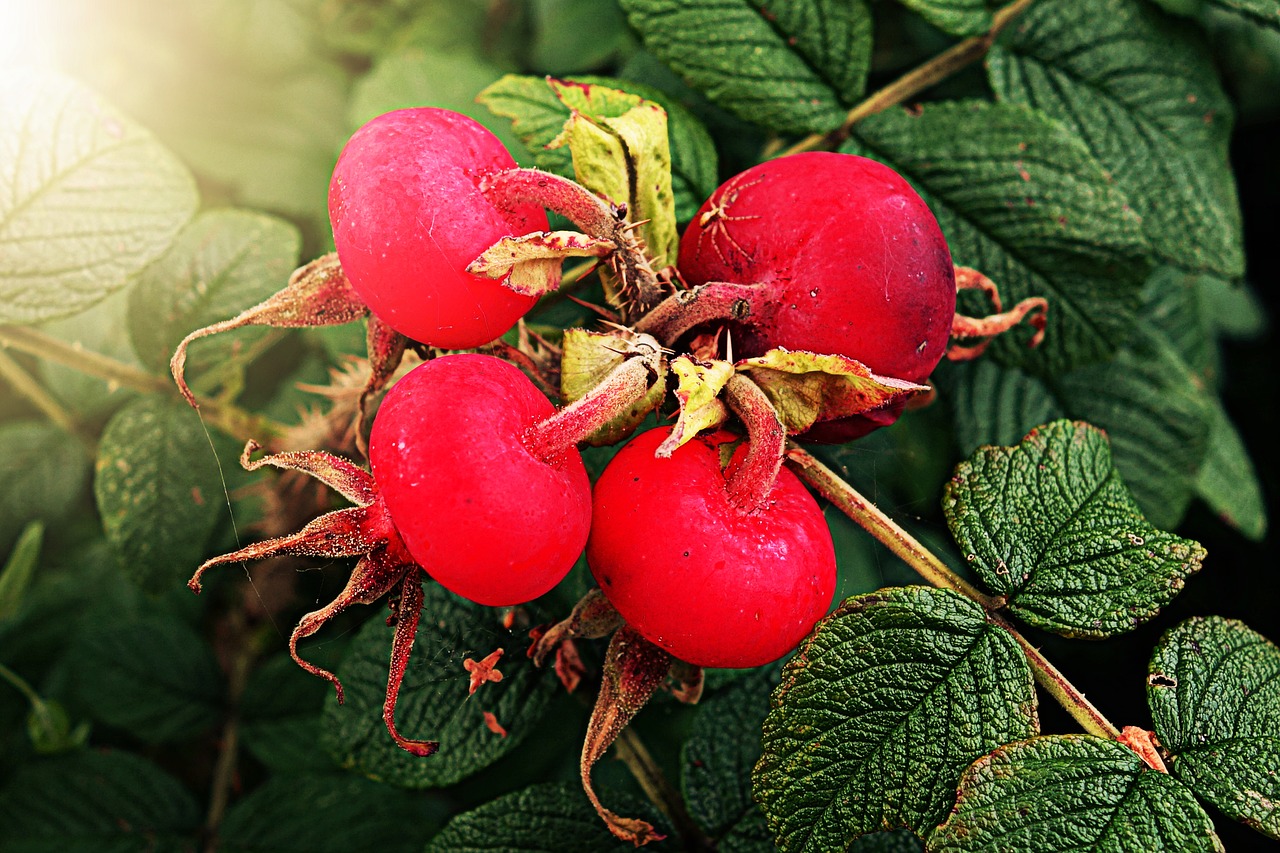 rose hip vitamin plant free photo