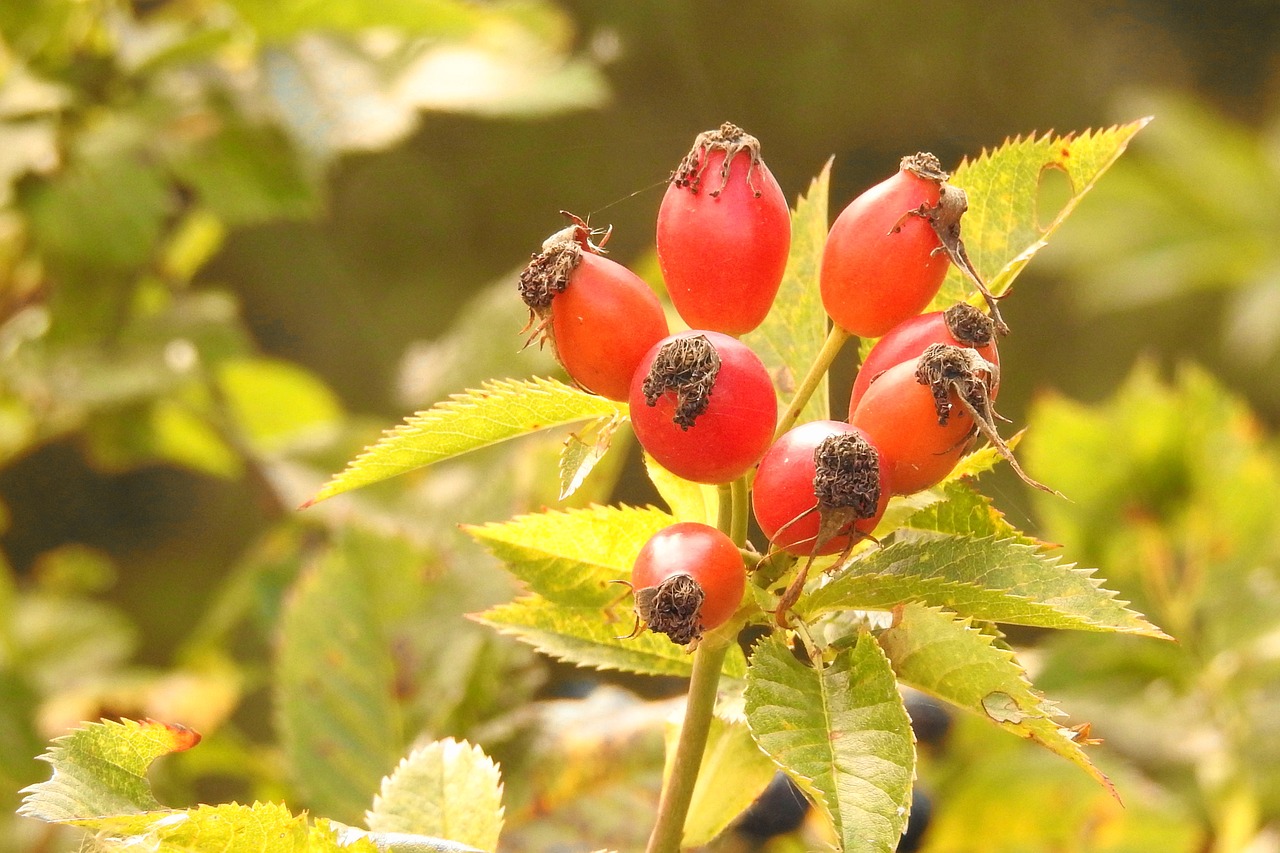 rose hip red wild rose free photo