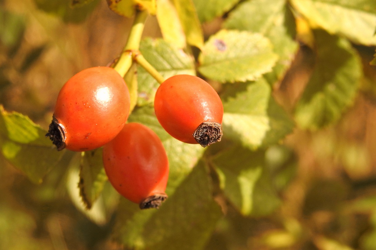 rose hip red wild rose free photo