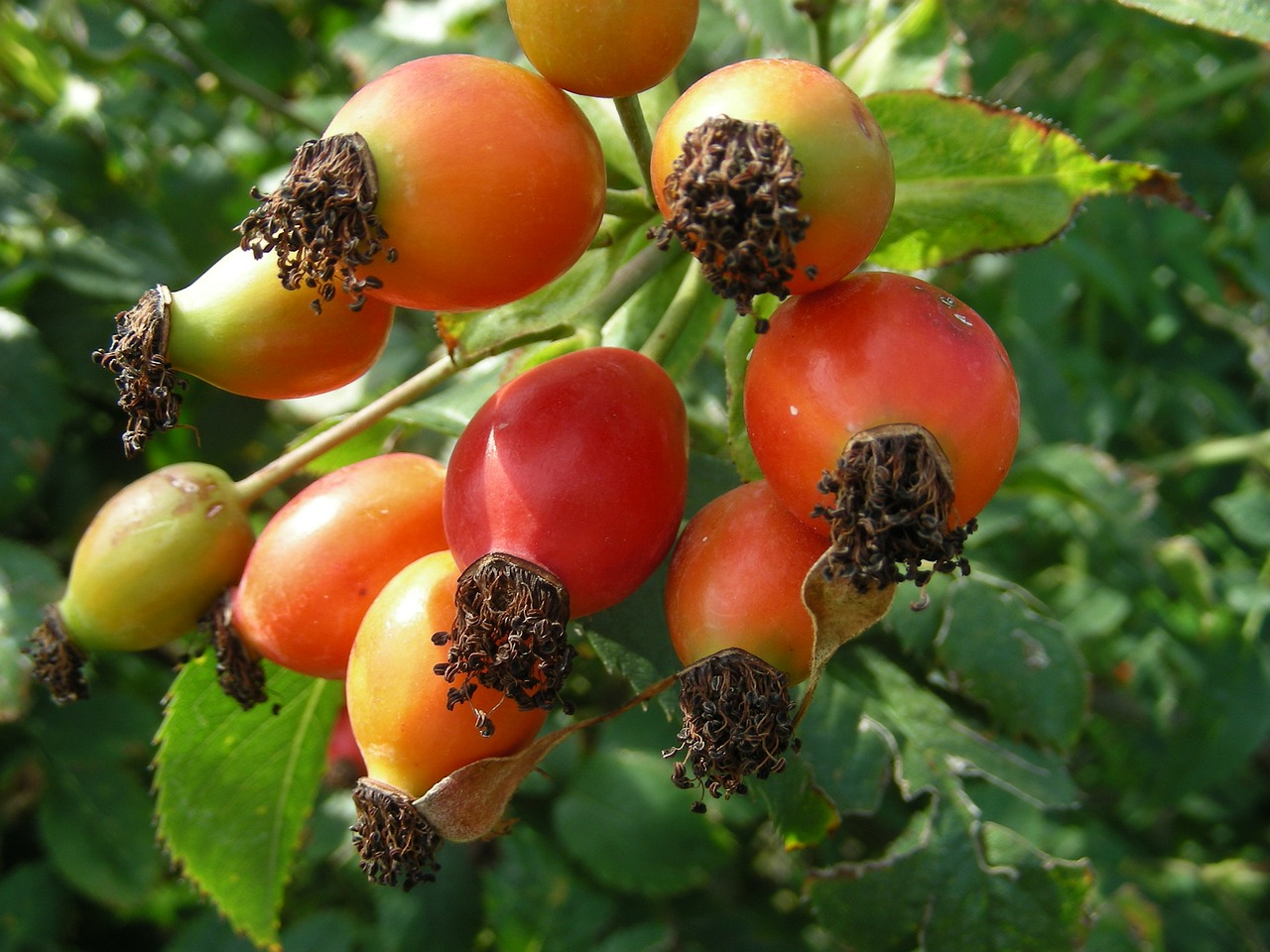 rose hip plant garden free photo