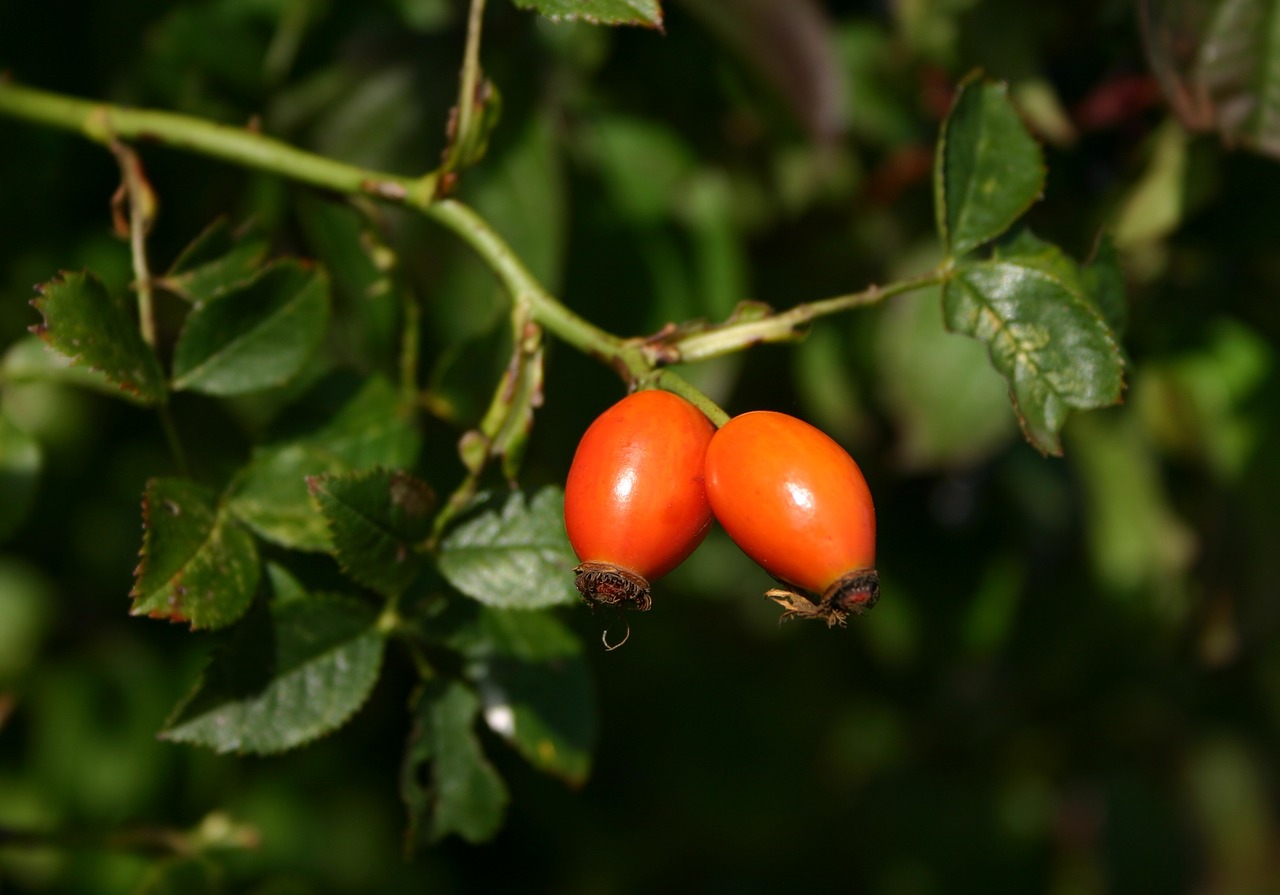 rose hip dog rose plant free photo