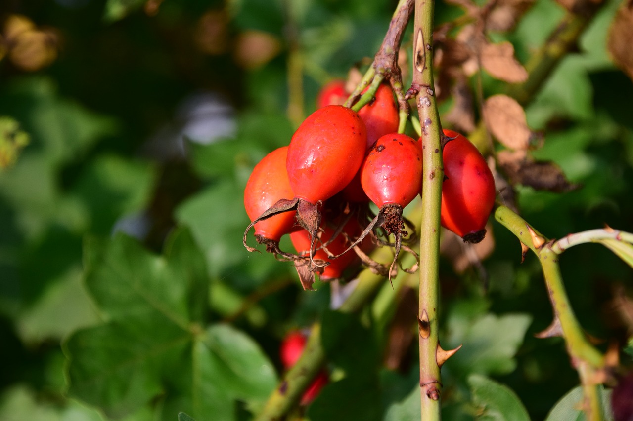 rose hip ripe forest free photo