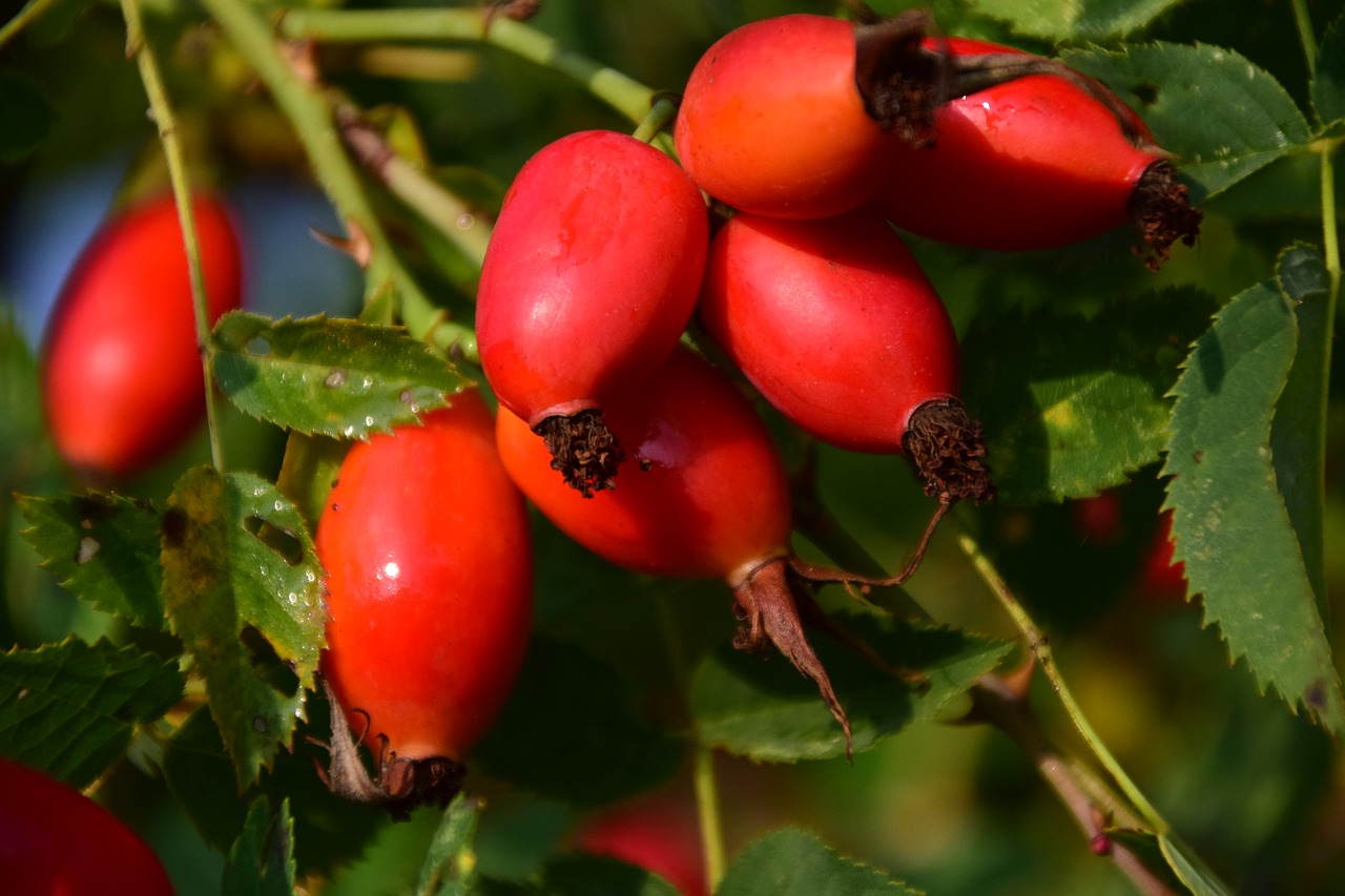 rose hip ripe forest free photo