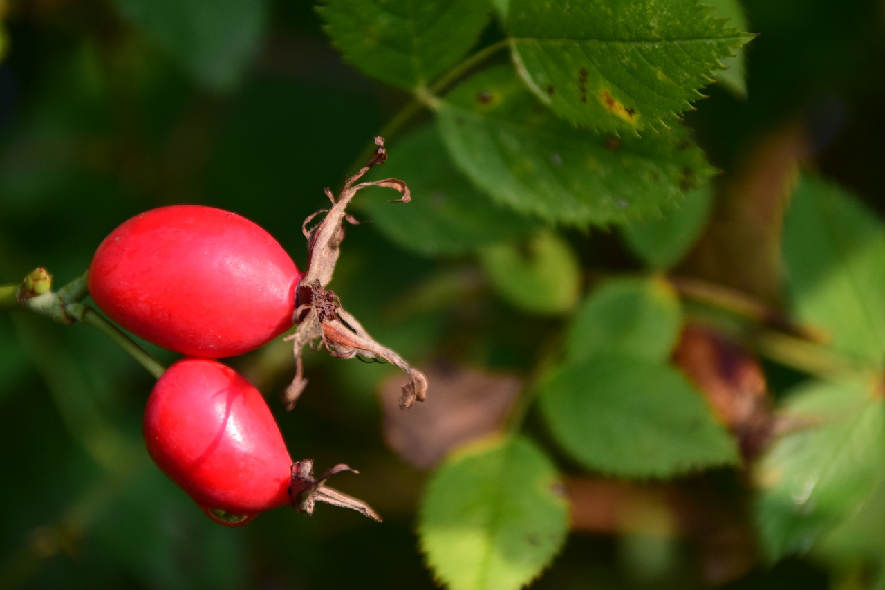 rose hip ripe forest free photo