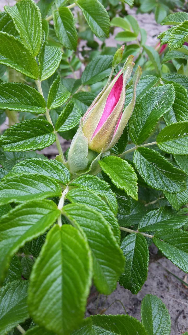 rose hip bud flower free photo