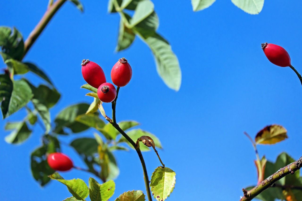 rose hip fruit red free photo