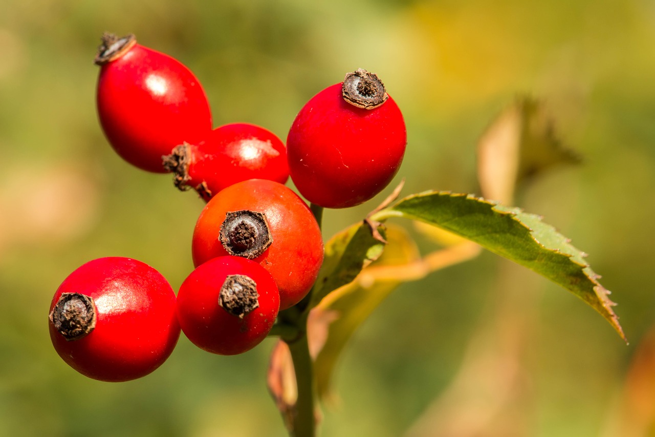 rose hip orange red free photo